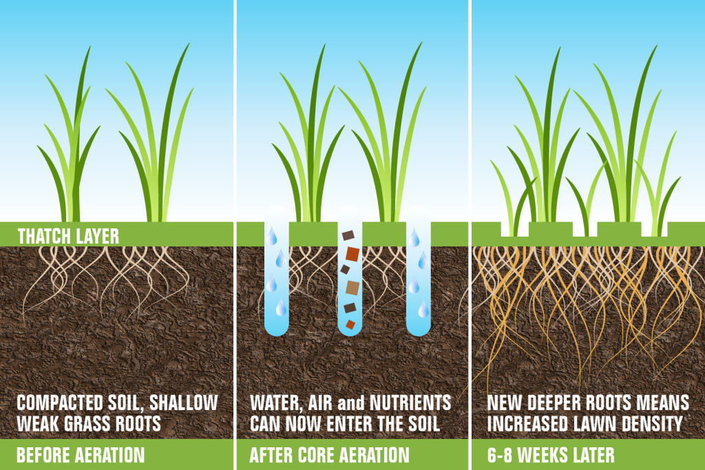 aeration and overseeding